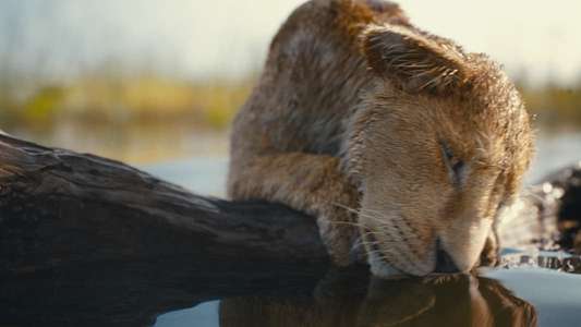 Mufasa: The Lion King - Backdrops