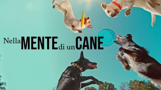 Inside the Mind of a Dog - Backdrops
