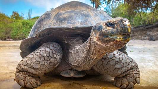 Galapagos - Backdrops