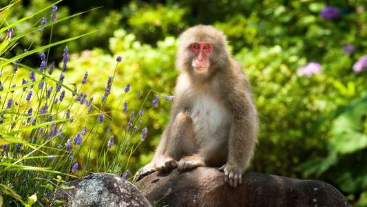 Japan: Earth's Enchanted Islands - Backdrops