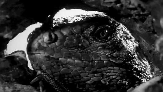 King Dinosaur - Backdrops