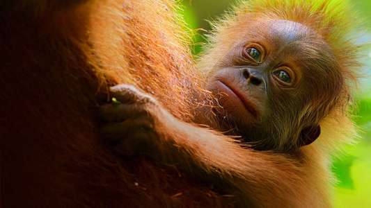 Secret Lives of Orangutans - Backdrops