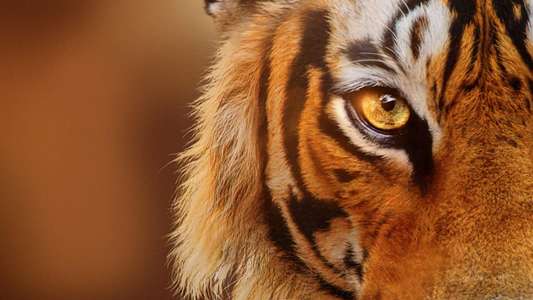 Tigers on the Rise - Backdrops