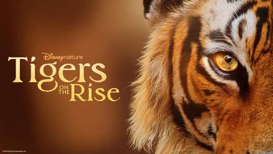 Tigers on the Rise - Backdrops