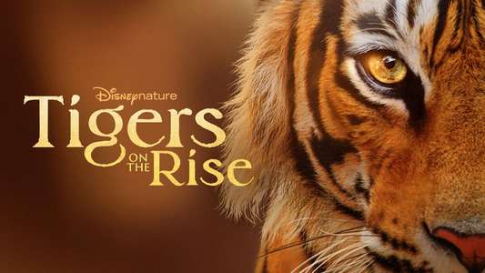 Tigers on the Rise - Backdrops