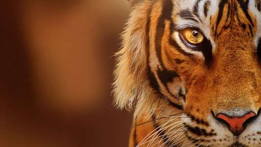 Tigers on the Rise - Backdrops