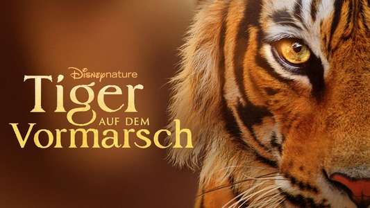 Tigers on the Rise - Backdrops