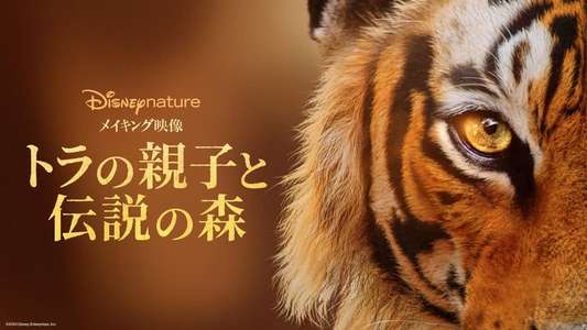Tigers on the Rise - Backdrops