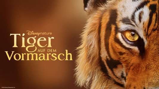Tigers on the Rise - Backdrops
