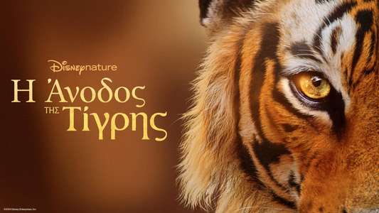 Tigers on the Rise - Backdrops