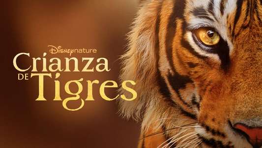 Tigers on the Rise - Backdrops