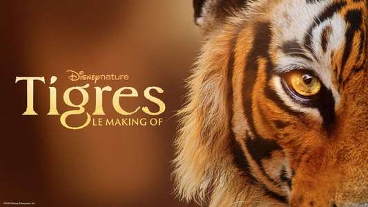 Tigers on the Rise - Backdrops