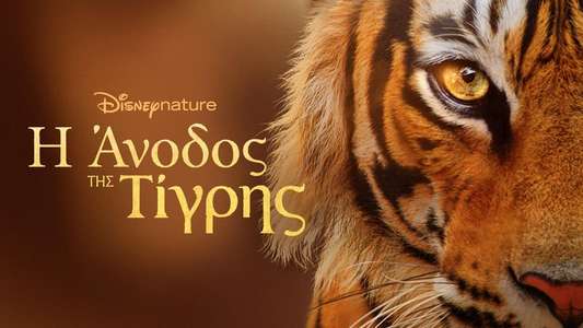 Tigers on the Rise - Backdrops