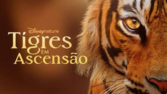 Tigers on the Rise - Backdrops