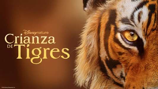 Tigers on the Rise - Backdrops