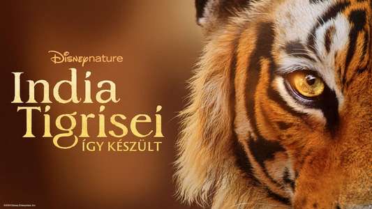 Tigers on the Rise - Backdrops
