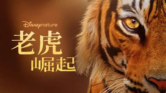 Tigers on the Rise - Backdrops