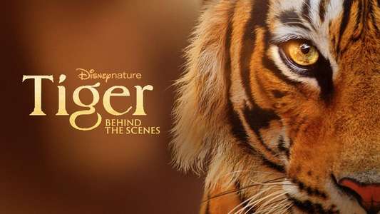 Tigers on the Rise - Backdrops