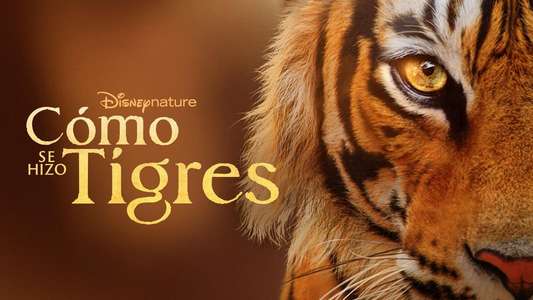 Tigers on the Rise - Backdrops