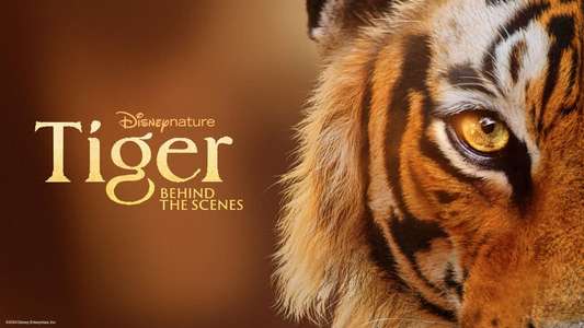 Tigers on the Rise - Backdrops