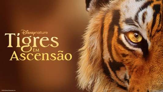 Tigers on the Rise - Backdrops