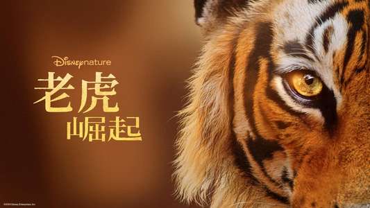 Tigers on the Rise - Backdrops