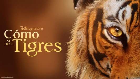 Tigers on the Rise - Backdrops