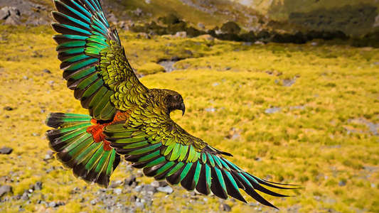 New Zealand: Earth's Mythical Islands - Backdrops