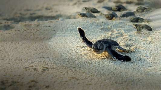Incredible Animal Journeys - Backdrops