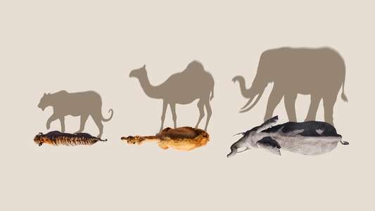 Mammals - Backdrops