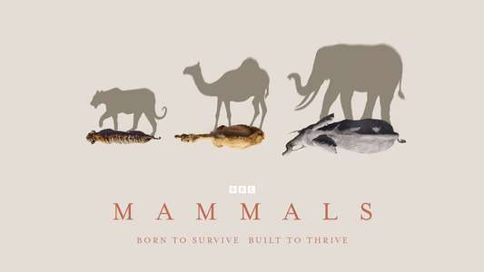 Mammals - Backdrops