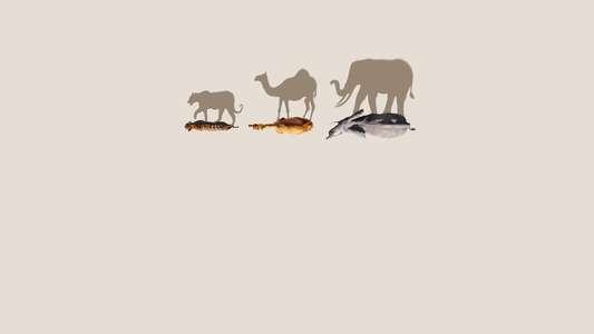 Mammals - Backdrops
