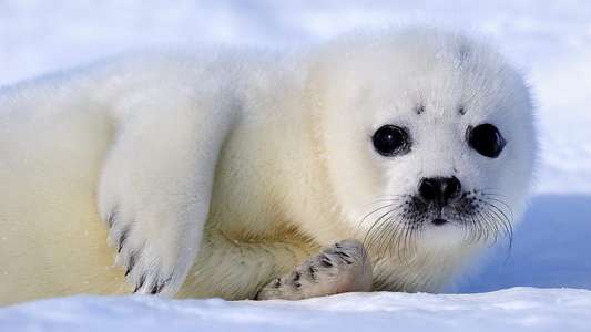 Mammals - Backdrops