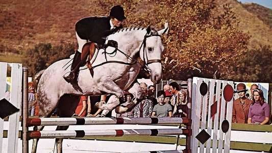 The Horse in the Gray Flannel Suit - Backdrops