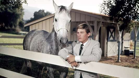 The Horse in the Gray Flannel Suit - Backdrops