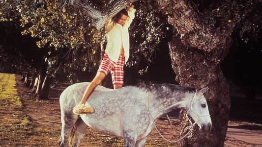 The Horse in the Gray Flannel Suit - Backdrops