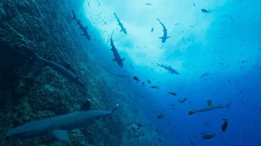 Our Oceans - Backdrops