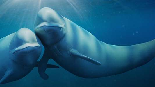 Our Oceans - Backdrops