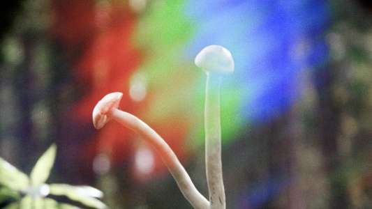 Shrooms - Backdrops