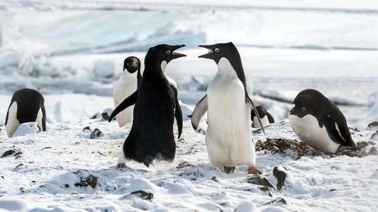 Penguins - Backdrops