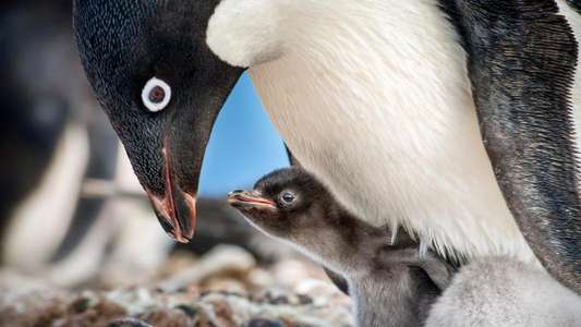 Penguins - Backdrops