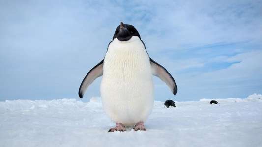 Penguins - Backdrops