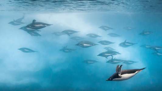 Penguins - Backdrops