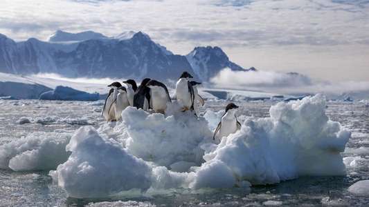 Penguins - Backdrops
