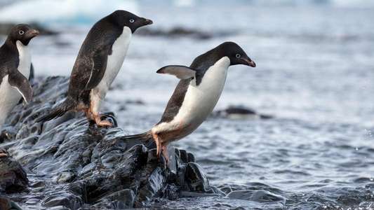 Penguins - Backdrops