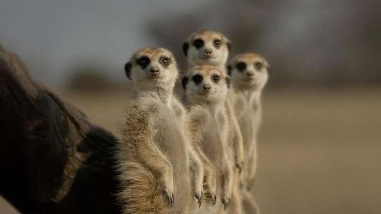 The Secret Lives of Animals - Backdrops