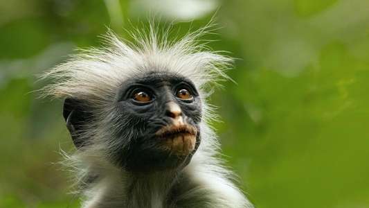 The Secret Lives of Animals - Backdrops