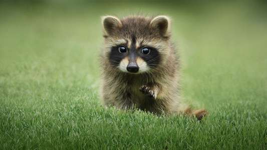 The Secret Lives of Animals - Backdrops