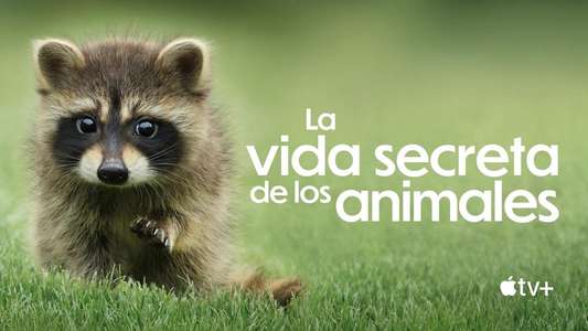 The Secret Lives of Animals - Backdrops