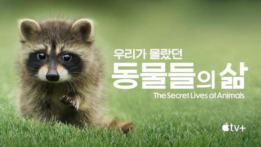 The Secret Lives of Animals - Backdrops